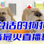 （6418期）抖音无人直播玩法会说话的狗狗本弹幕礼物互动小游戏（游戏软件+开播教程）